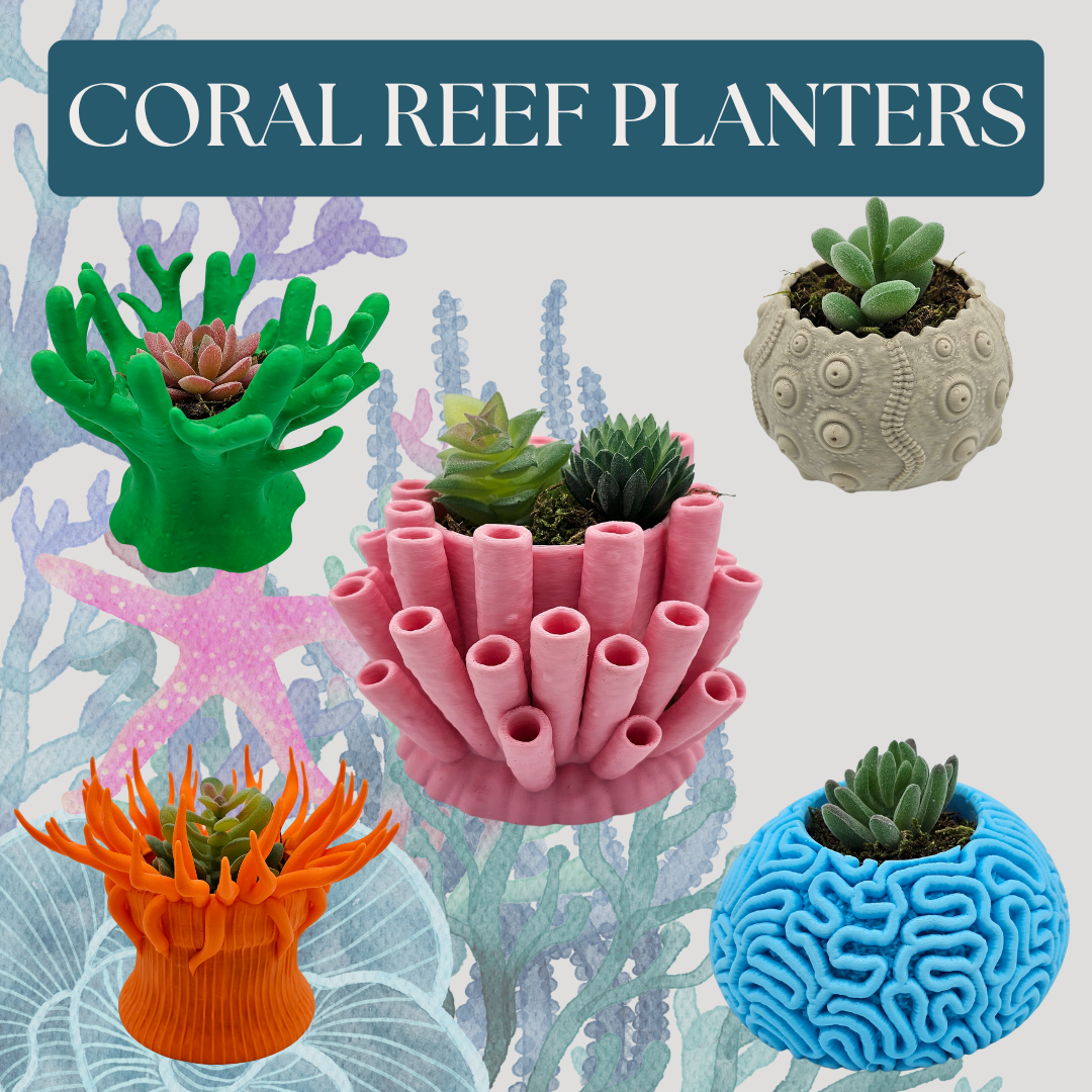 Anemone Coral Planter