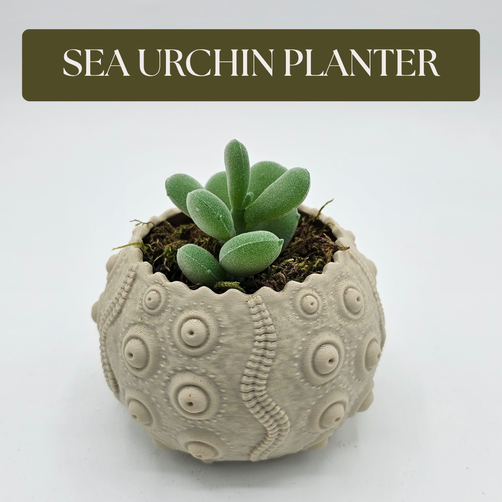Sea Urchin Planter