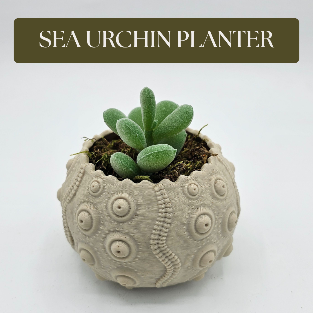 Sea Urchin Planter