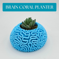 Brain Coral Planter