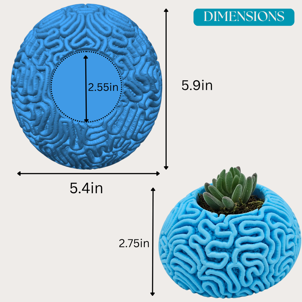 Brain Coral Planter